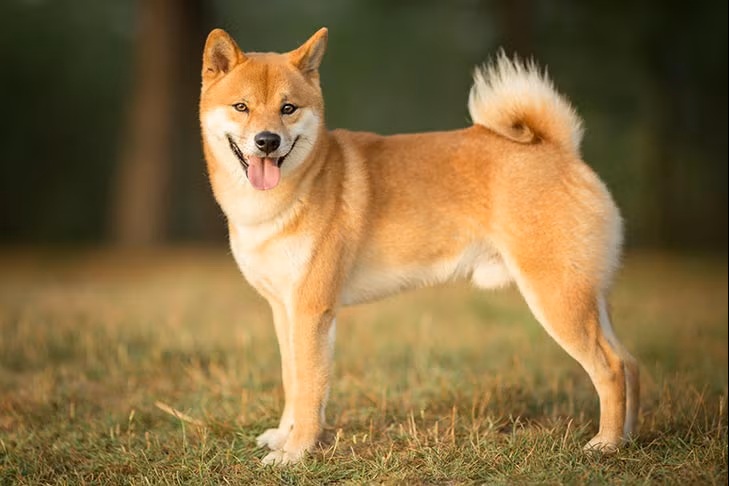 高波动加密机会：分析师解析Shiba Inu未来潜力与风险